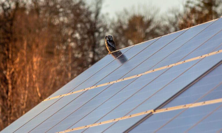 roof solar panel cleaning